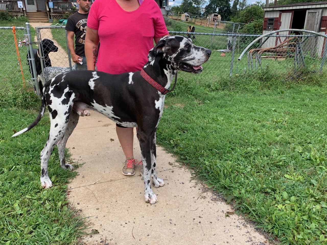 Our Breeding Stock – Twilight Great Danes